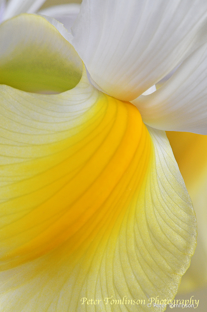 Iris detail 5