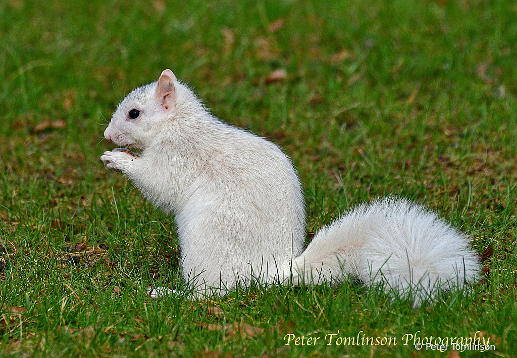 White Squirrel, Brevard