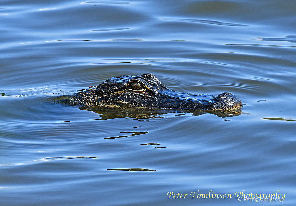 Alligator 1, South Carolina