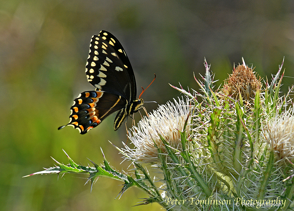 Black Swallowtail, South Carolina