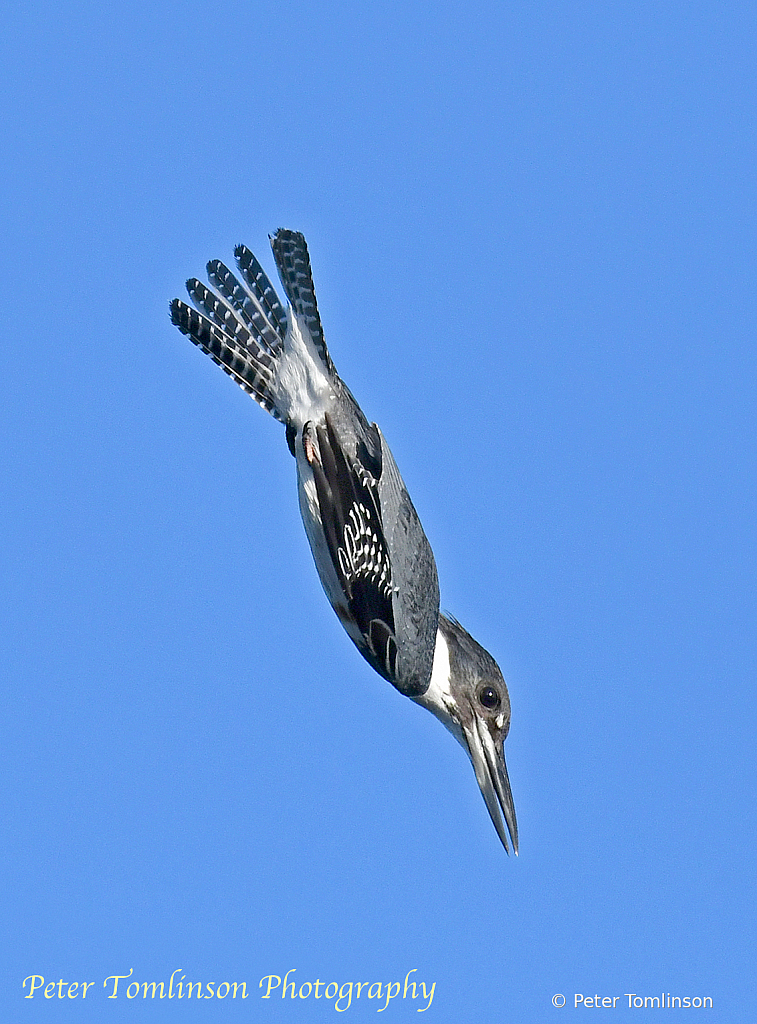 Belted Kingfisher diving