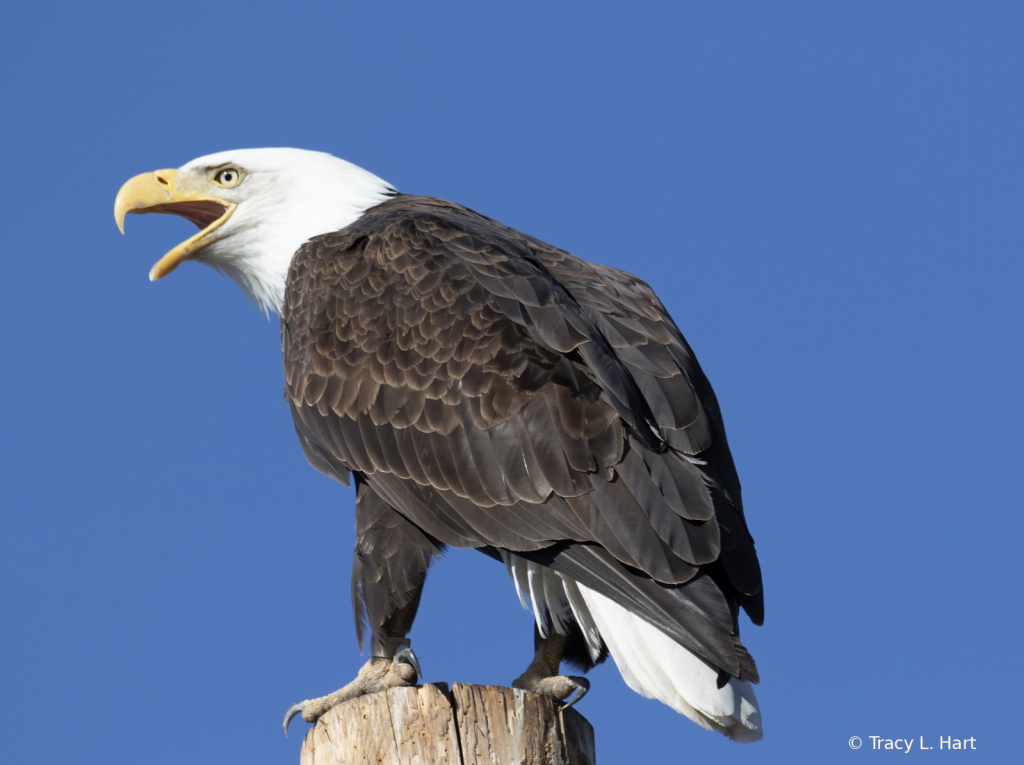 American Bald Eagle