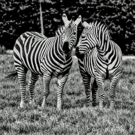 Zebras in B&W at Toledo Zoo 