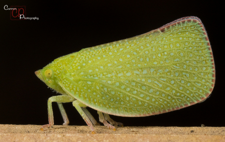 St Patrick's Leaf hopper