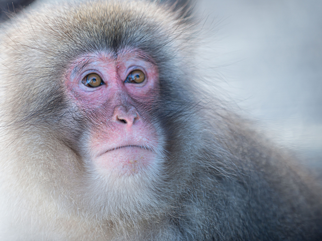 Beautiful Monkey - ID: 15810070 © Kitty R. Kono