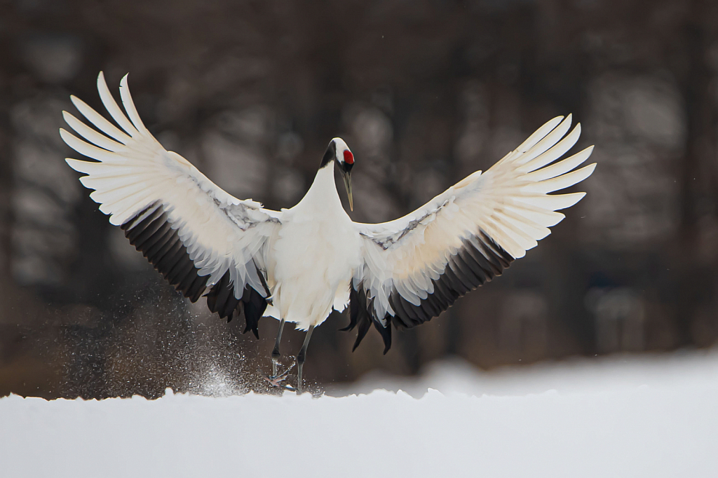 What a Wing Spread - ID: 15810073 © Kitty R. Kono