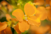 English Wallflowe...