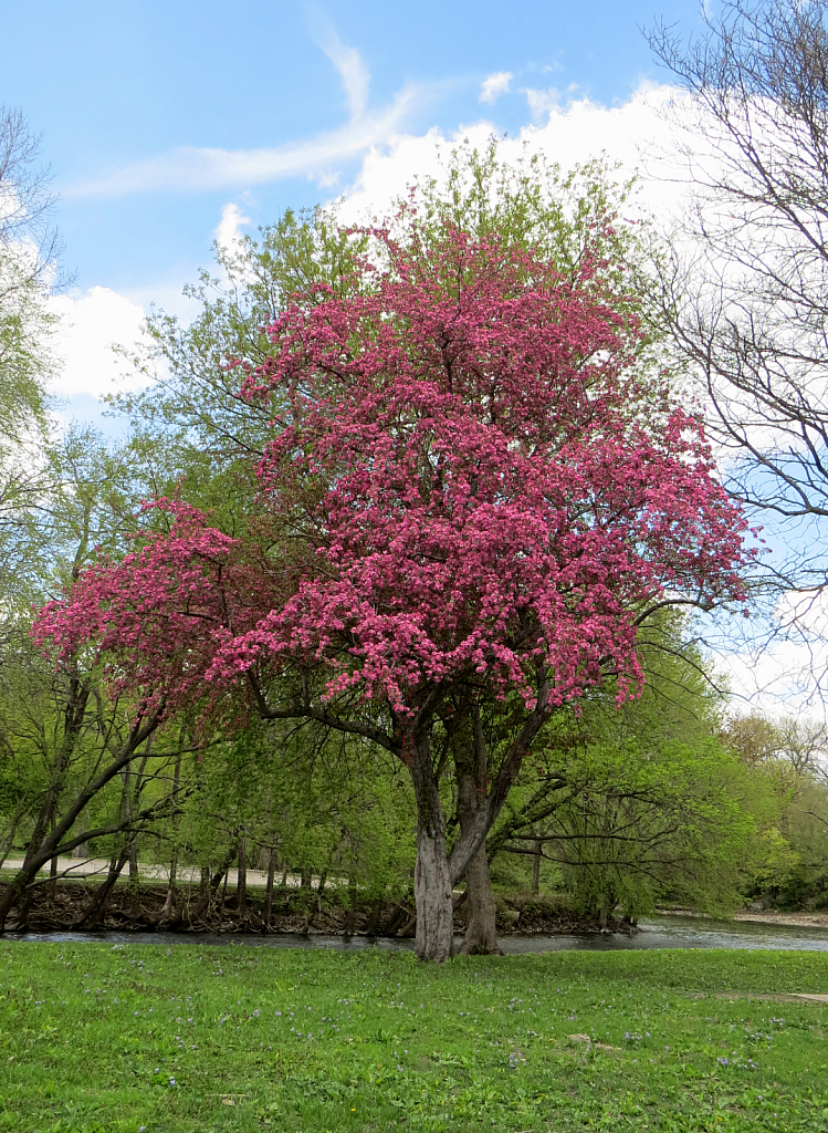 Pink Spring Tree