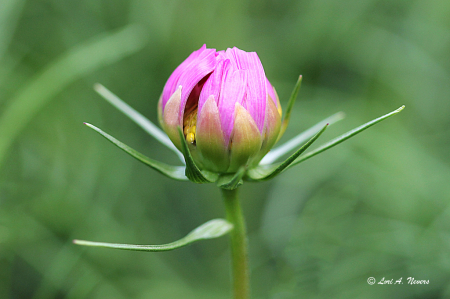 Cosmos Bud 2