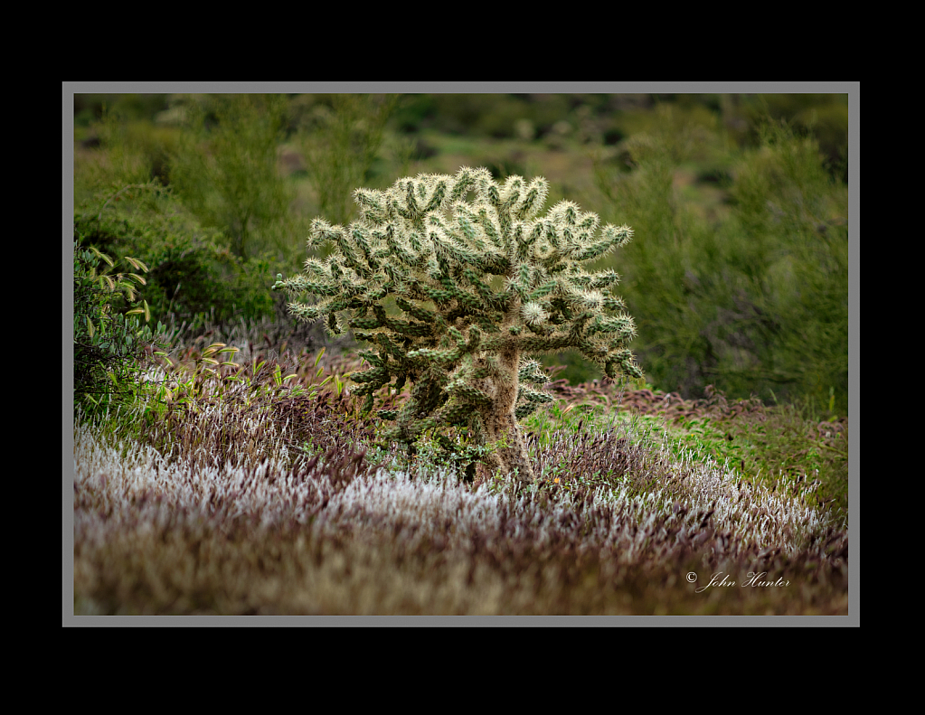 Cholla in the Superstition Mountains