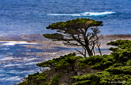 A Lone Cypress