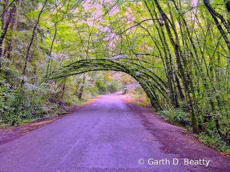 Road into Arboretum in Bellingham 