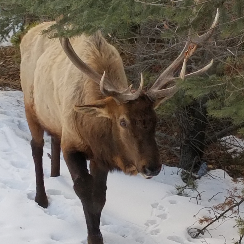 Wapiti (Elk) out for a stroll!