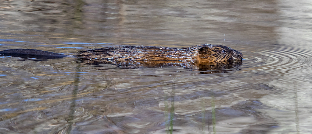 Beaver