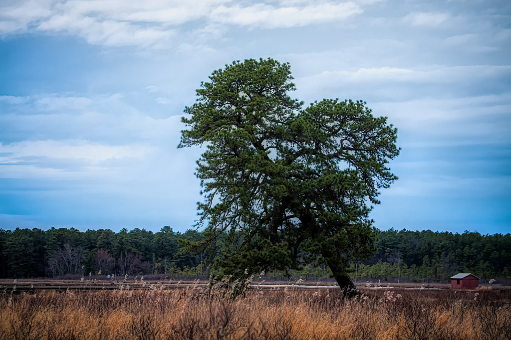 The Leaning Tree