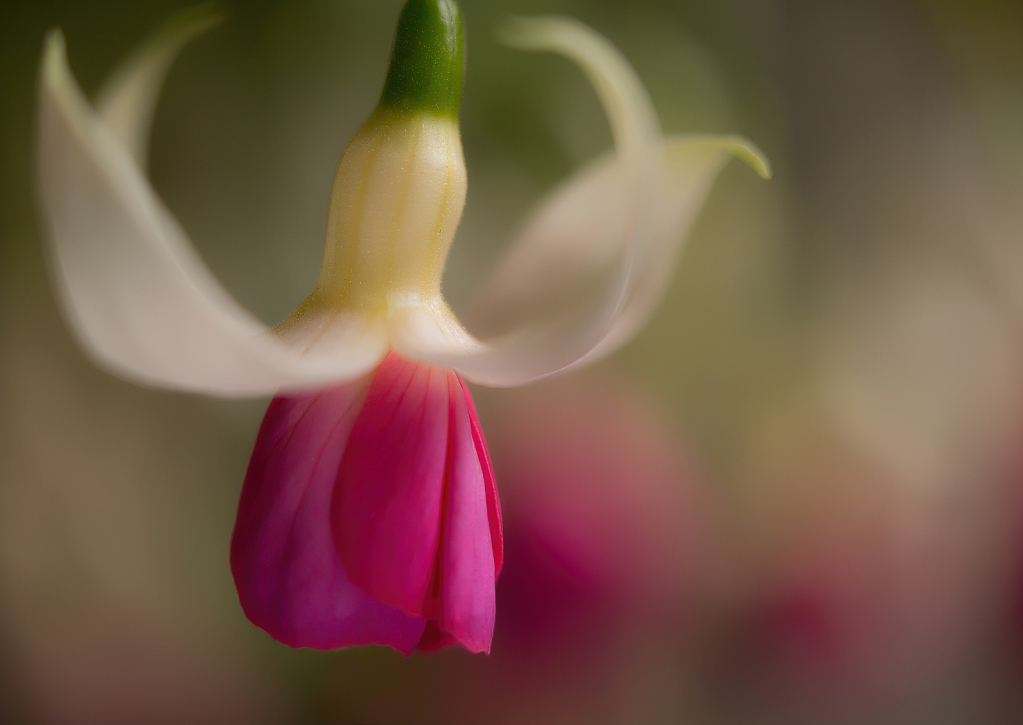 Fuschia