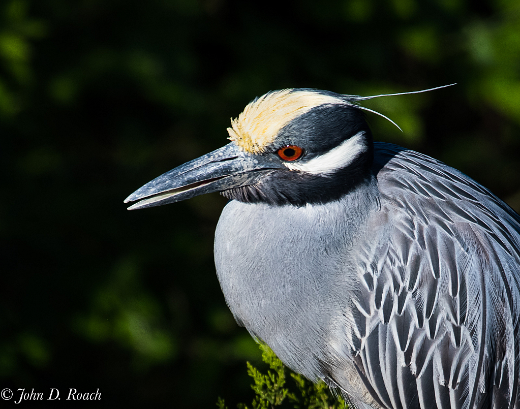 Night Heron - ID: 15810561 © John D. Roach