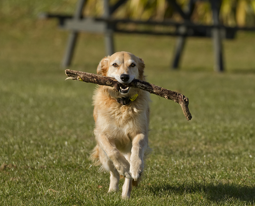 Dog with stick