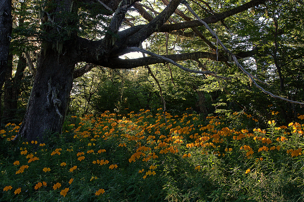 Ancient southern beech and peruvian lily bloom