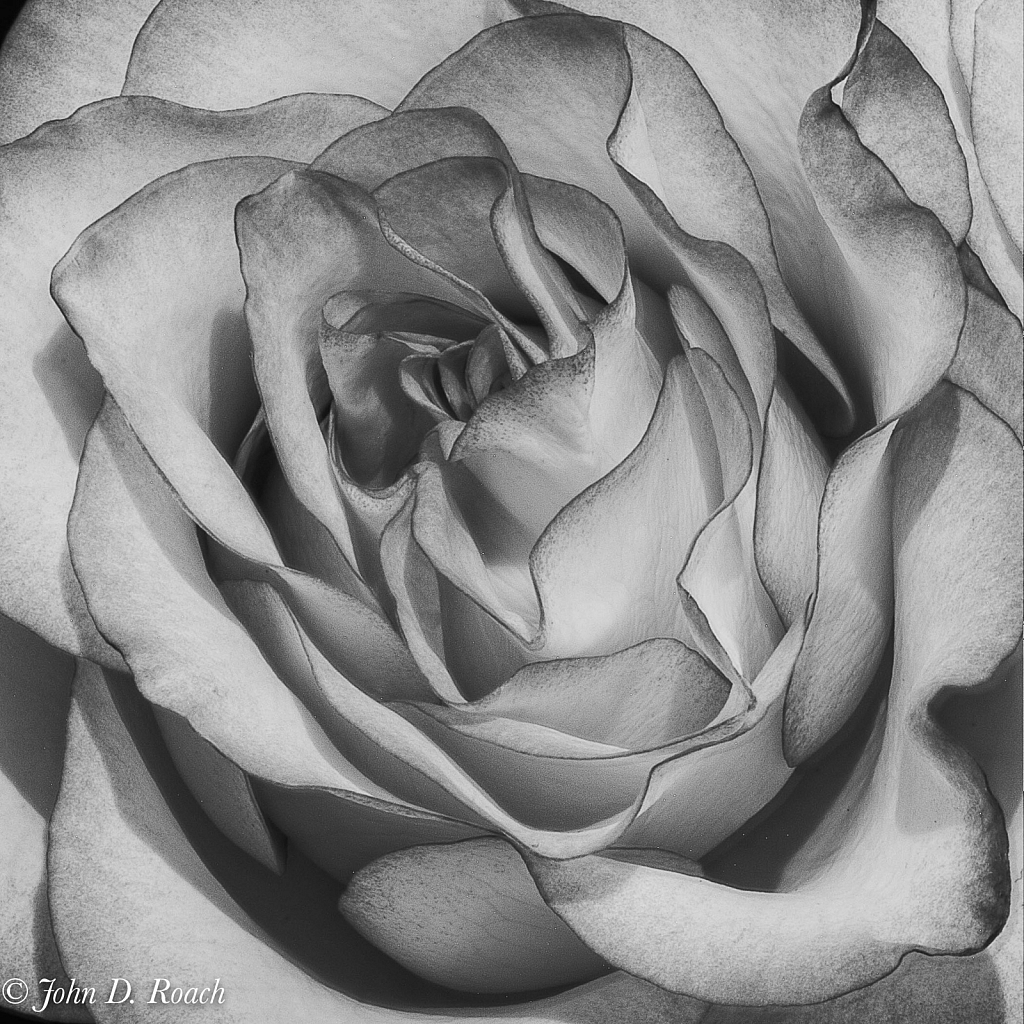 Rose in Monochrome - ID: 15810533 © John D. Roach