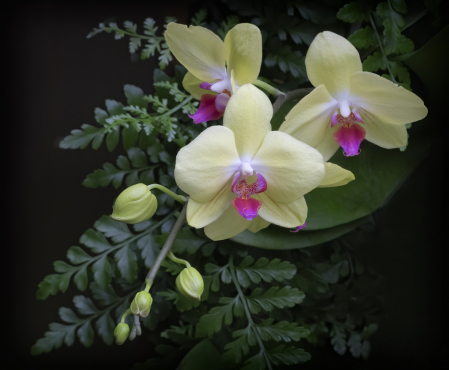 Yellow Orchid Trio