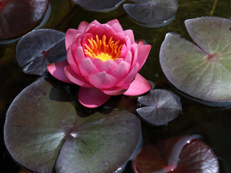 Deep pink water lily #2