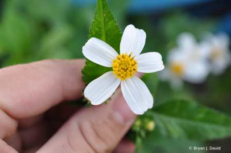 Picking flowers