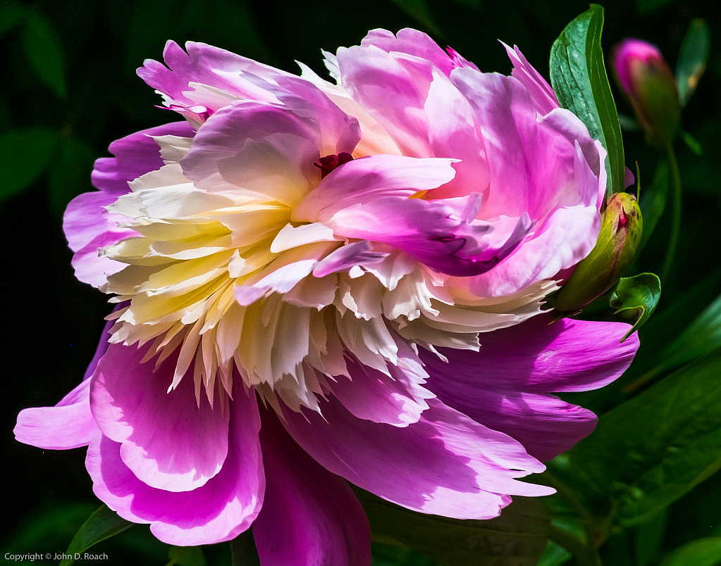 Peony Twirl - ID: 15810684 © John D. Roach