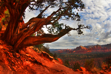 Twisted tree