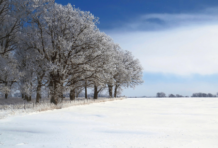 Winter Scenery