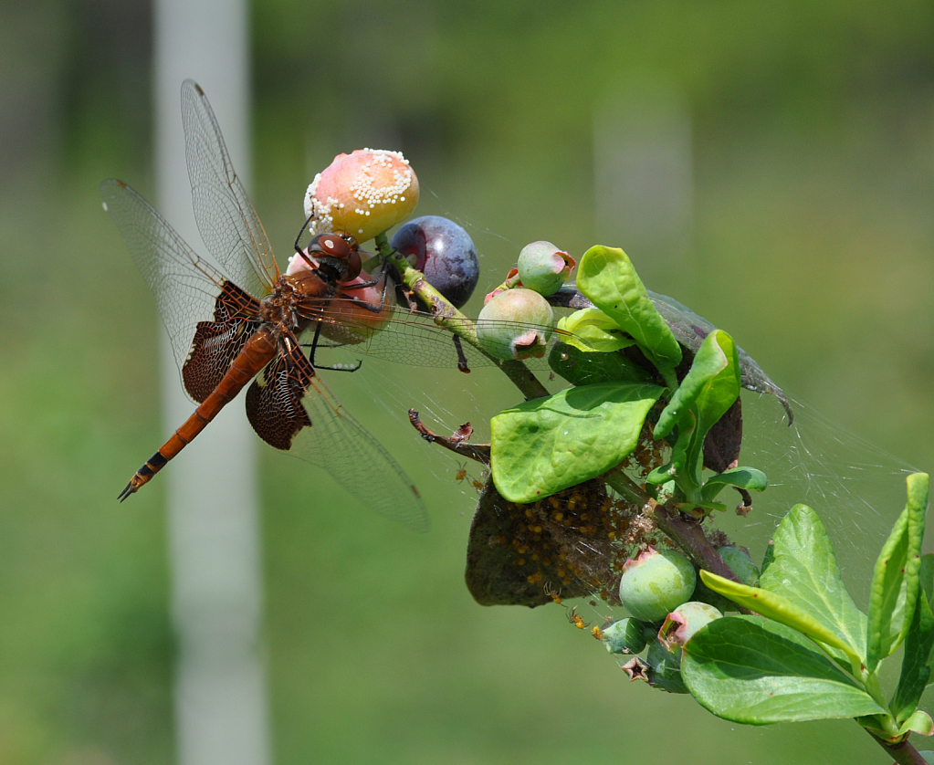 Dragon fly and Blueberries
