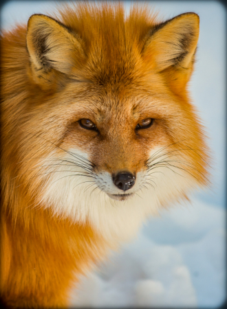 Winter Fox