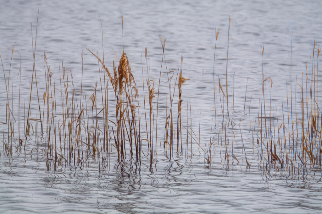 Golden Pond