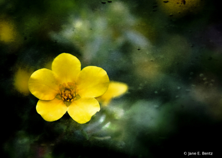 Yellow Flower