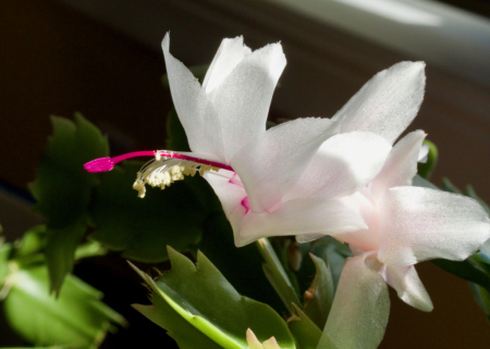 Sun Drenched Cactus Flower