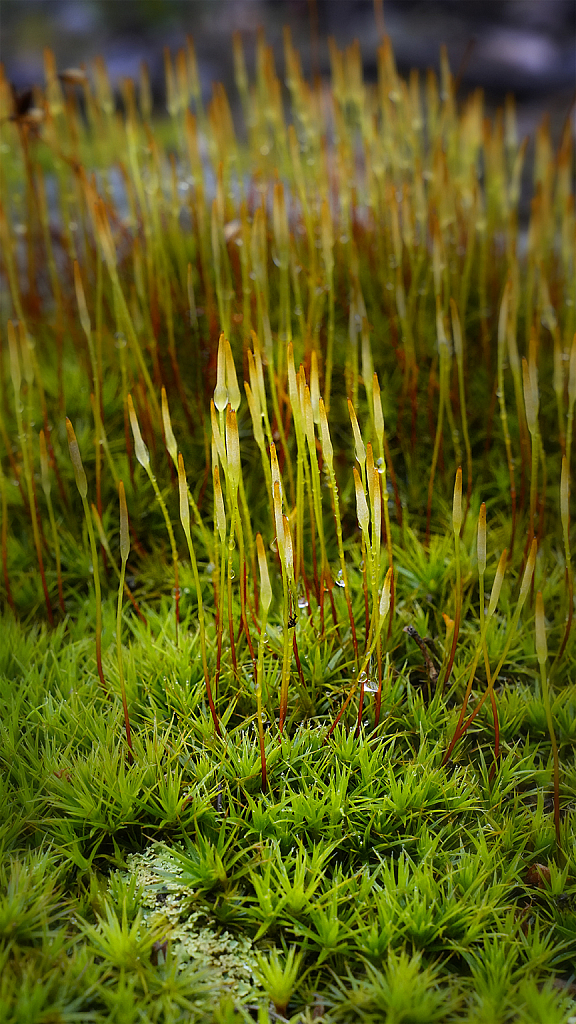 Spring Moss with Stems