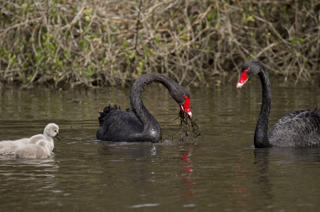 Gathering food