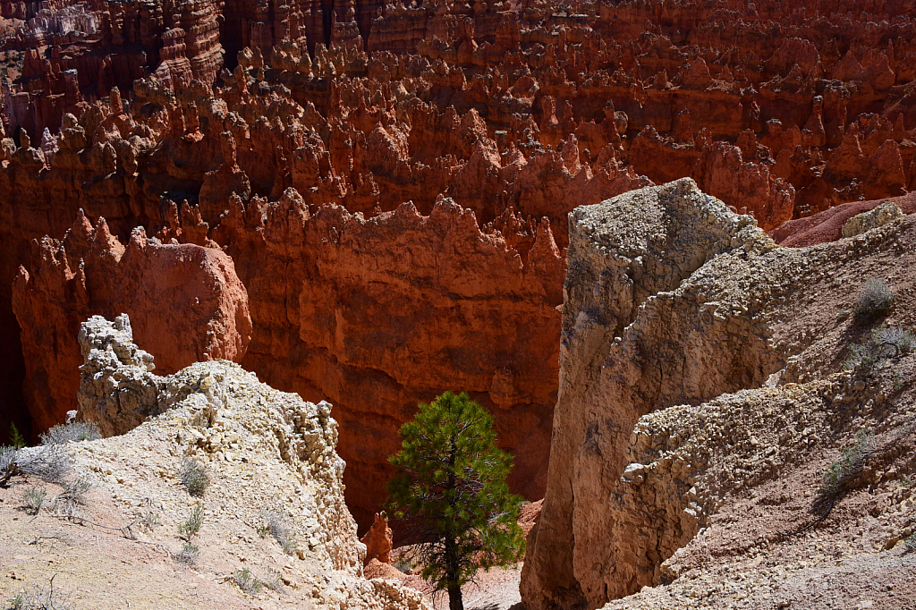 Lone Tree at Bryce Canyon - ID: 15811143 © William S. Briggs