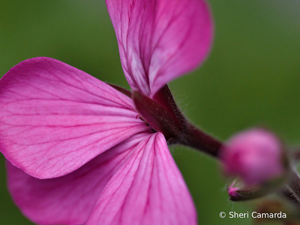 Pink Geranium  - ID: 15811147 © Sheri Camarda
