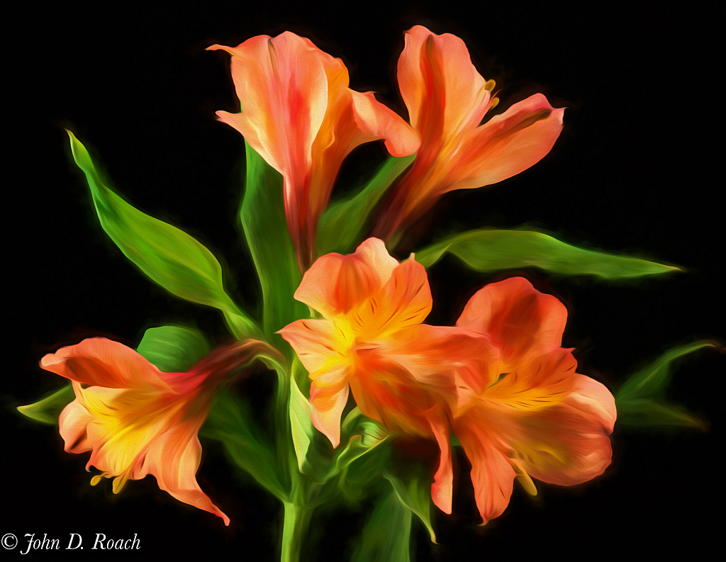 Peruvian Lilies - ID: 15811152 © John D. Roach