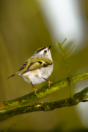 Golden Crowned Kinglet