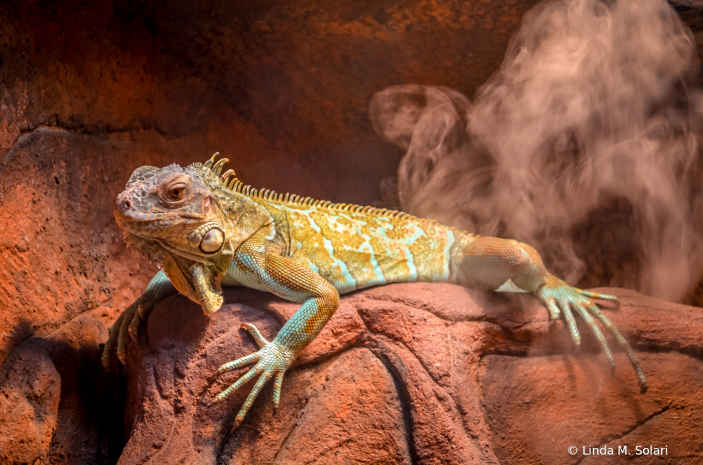 Yellow Bellied Lizard