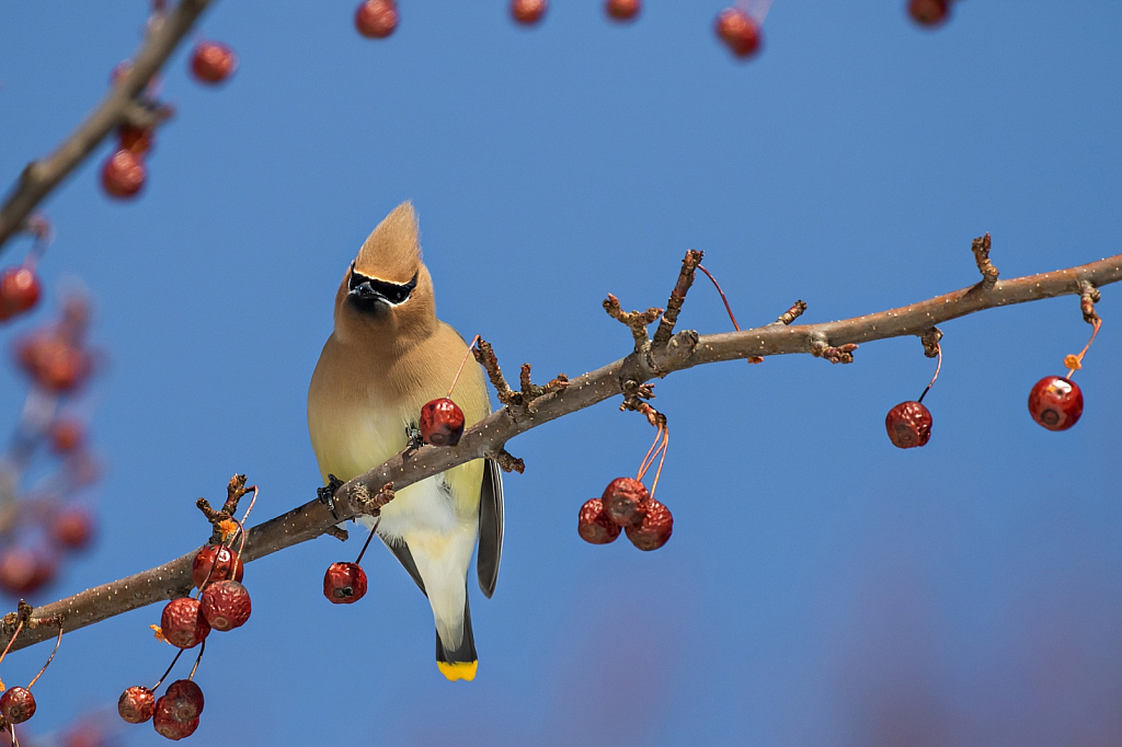 Waxwing in the Crabapple Tree