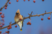 Waxwing in the Cr...