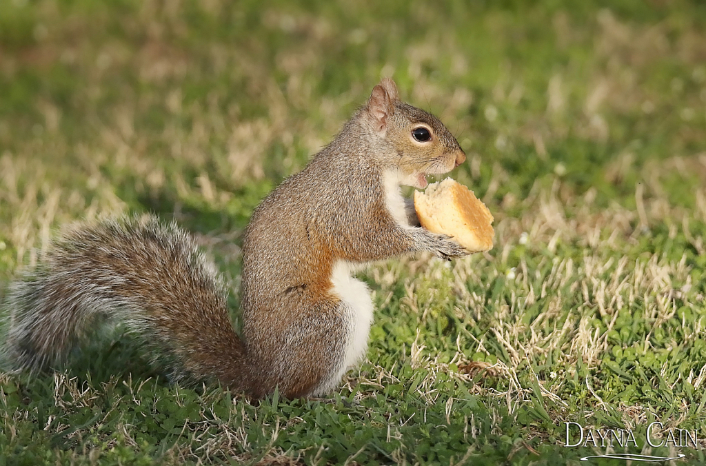 Biscuit Eater Mini-Assignment 