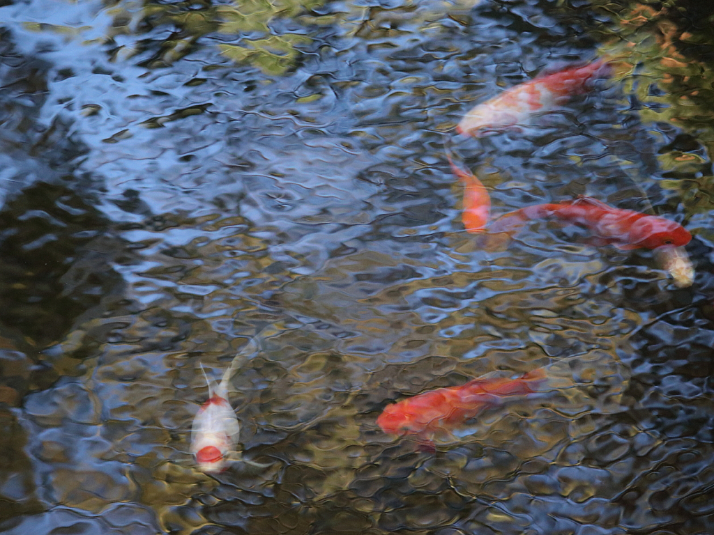 The impressionist pond