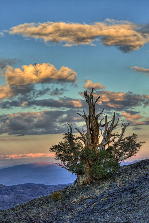 Bristle Cone Pine