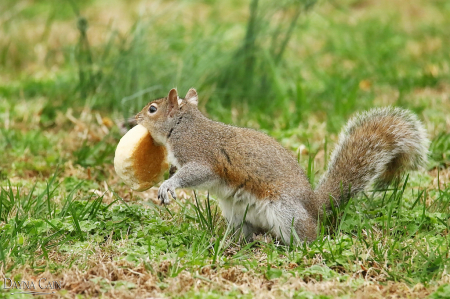  Biscuit Bandit 