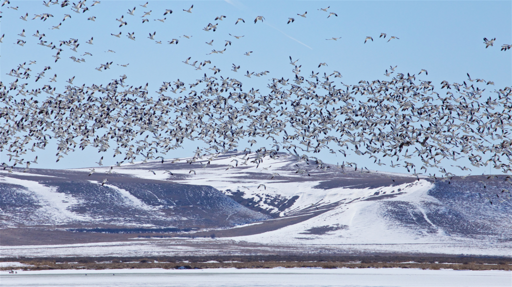 snow geese