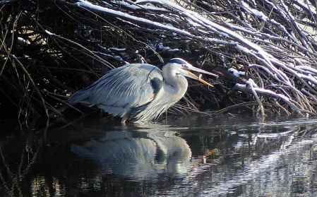 Heron and a little light breakfast